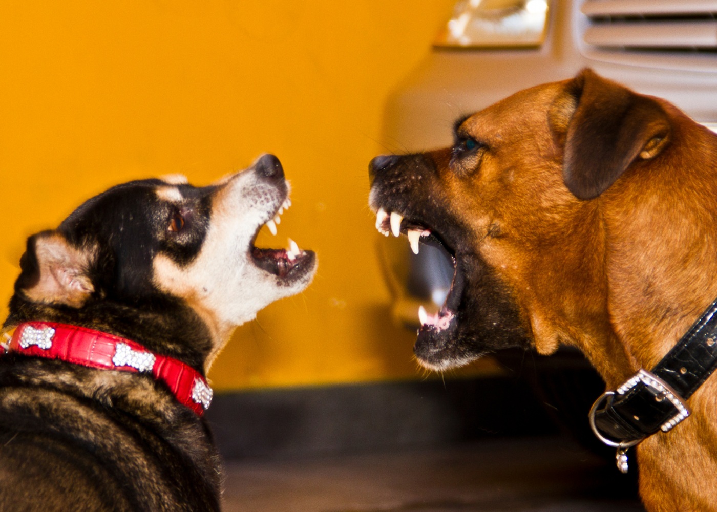 Two dogs barking at each other - discover effective obedience training with Dog Training Elite Central Massachusetts.