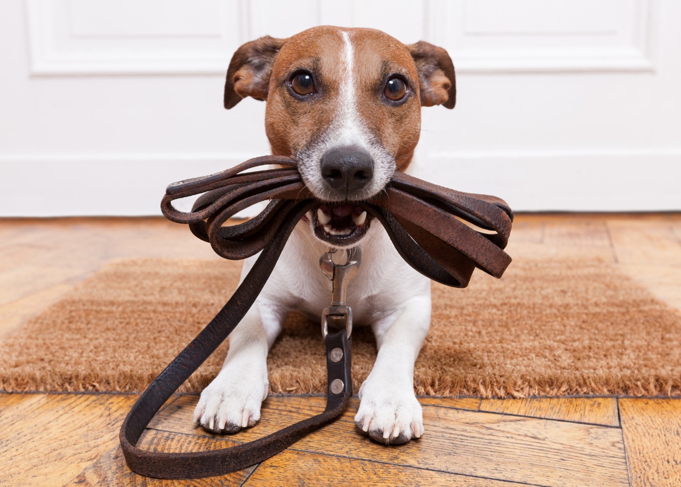 A puppy holding a leash in his mouth - tips and tricks for dog training with Dog Training Elite Central Massachusetts.