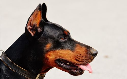 Dog Training Elite of Albuquerque / Santa Fe offers professional service dog training programs for Doberman Pinschers.
