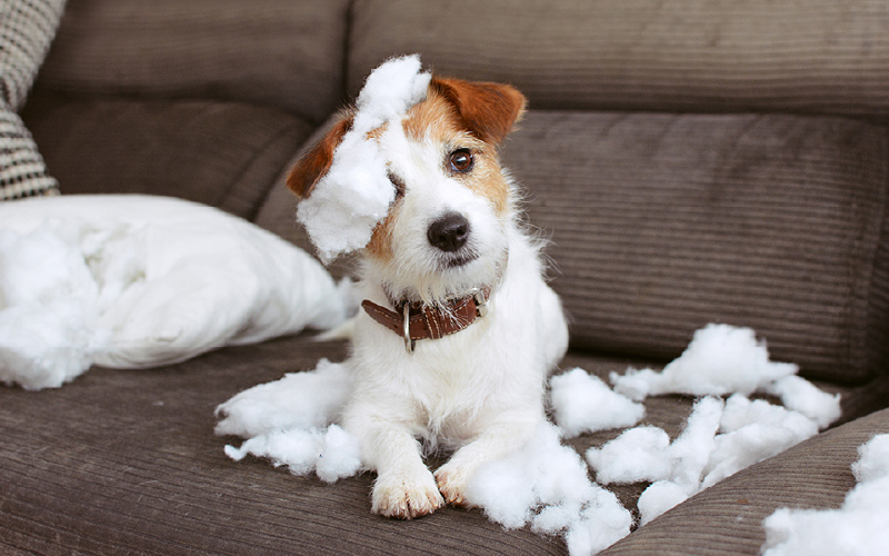 Dogs struggling with separation anxiety may chew on or destory furniture or door frames while their owner is away.