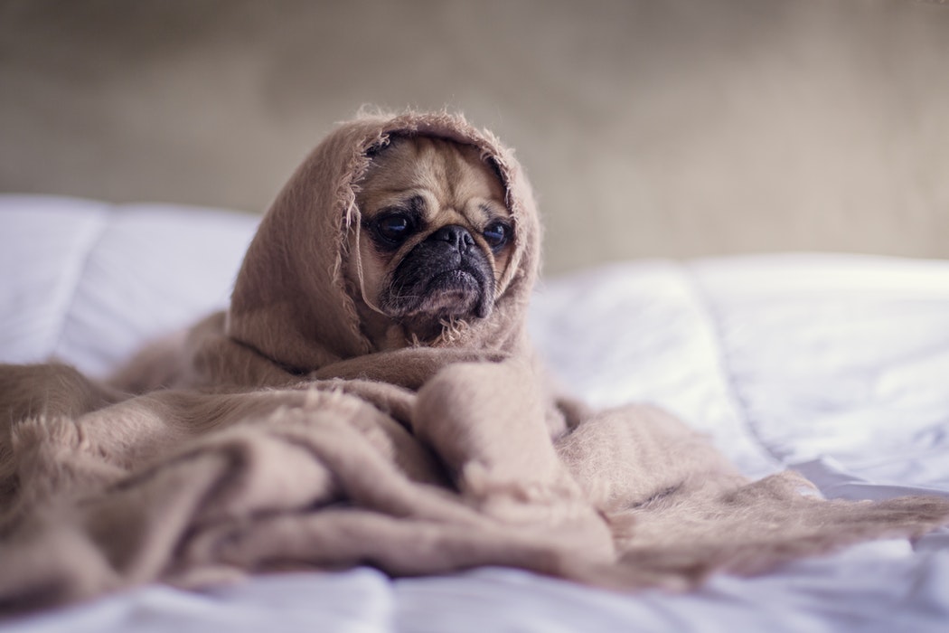 Pensacola Dog Training Elite Emerald Coast's sleepy pup snuggled up in a blanket.