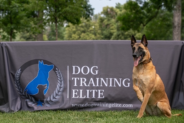 Adorable small and big dog running with sticks - discover elite dog training in Gilbert with Dog Training Elite.