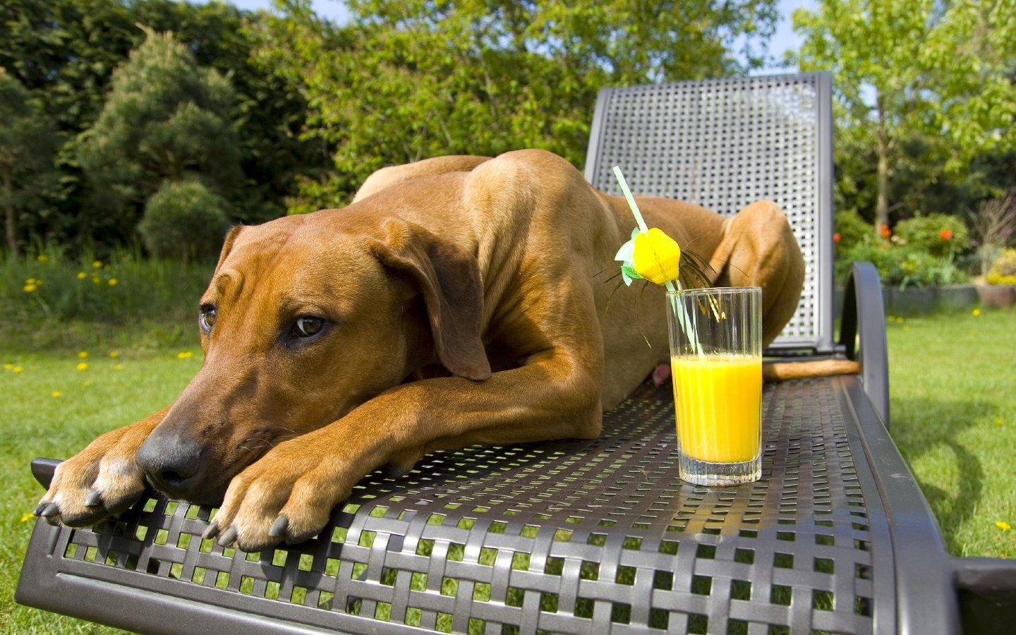 A dog laying outside next to a summer drink - keep dogs hydrated and happy during the summertime in Boston, MA.