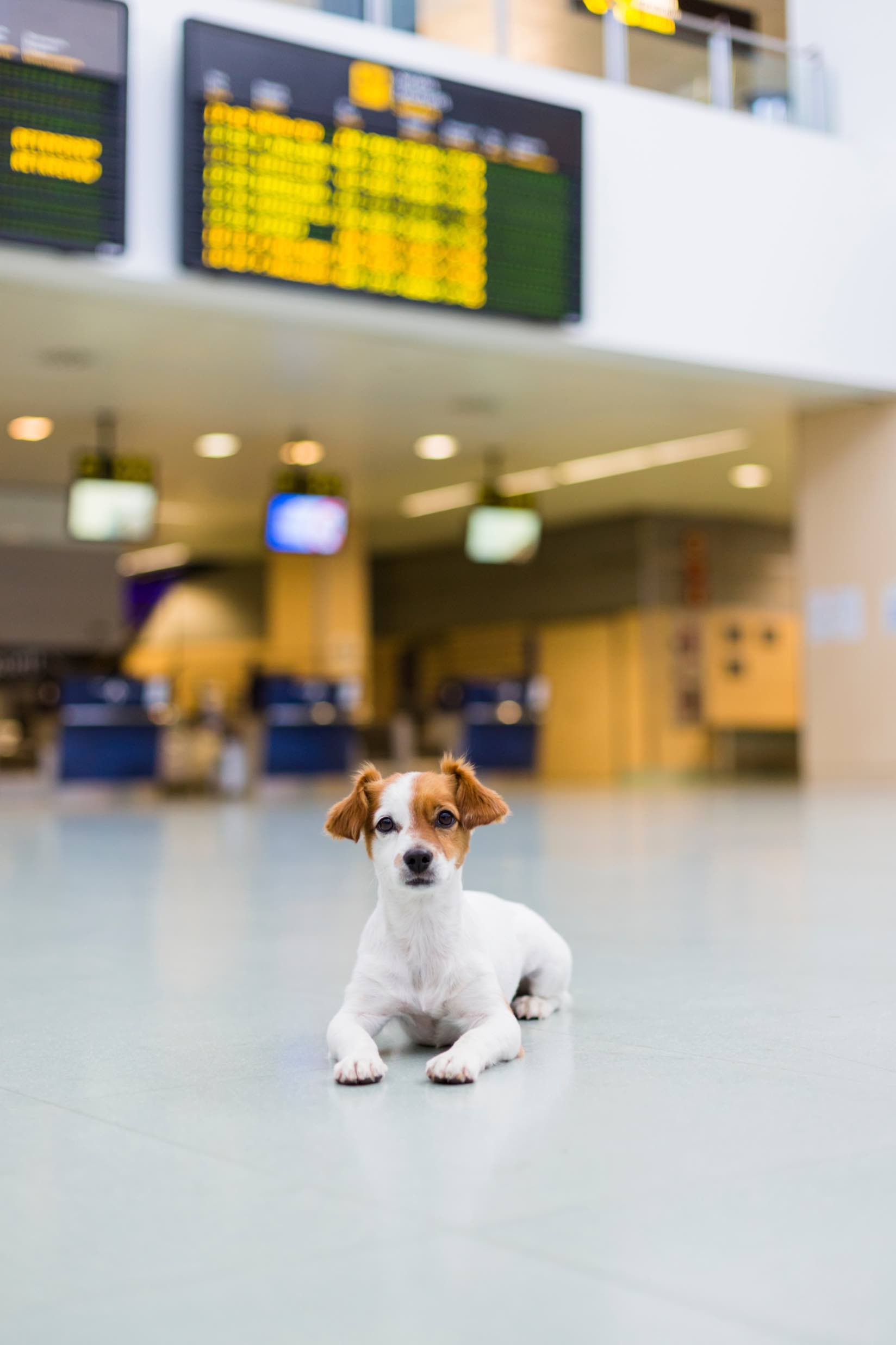 This pup is happy to behave at the airport, especially thanks to training from Dog Training Elite in Park City.