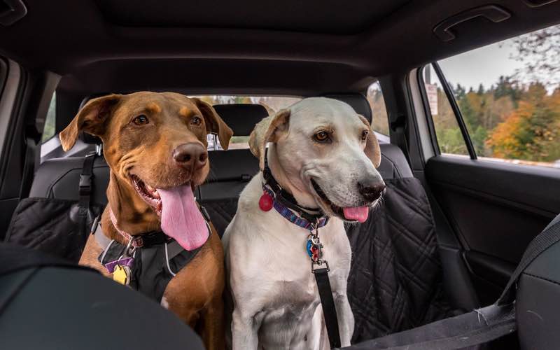 Two beautiful dogs in a car - Dog Training Elite in The Woodlands.