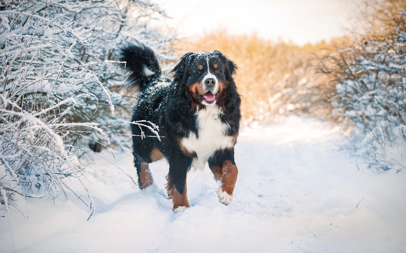A Bernese Mountain Dog in the snow - contact Dog Training Elite in Philadelphia today for a free evaluation!