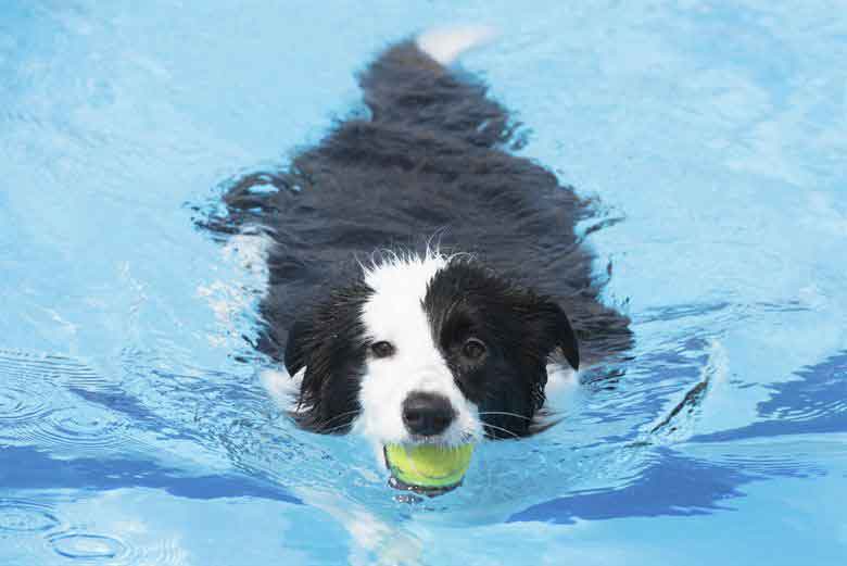 Dog Training Elite in Indianapolis suggests supervising your dog in the water and getting a life vest for deep water.