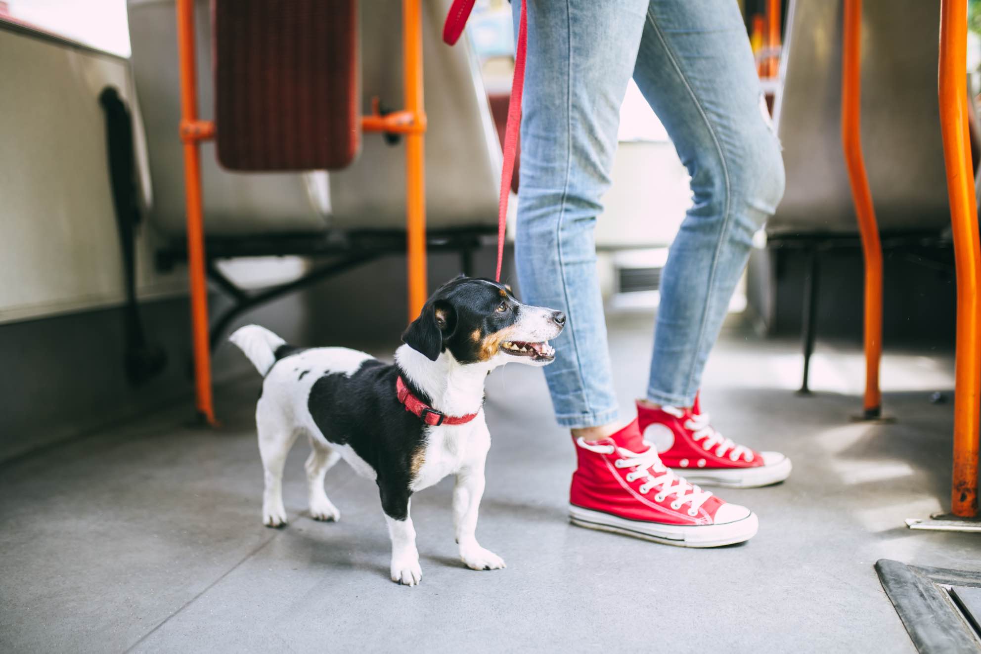 This cute pup on a bus happily stands by their owner thanks to training at Dog Training Elite in Boston.