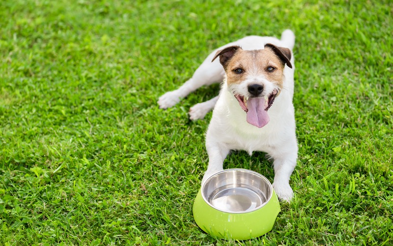 How to Help Your Dog If They're Overheated - Dog Training Elite Emerald Coast