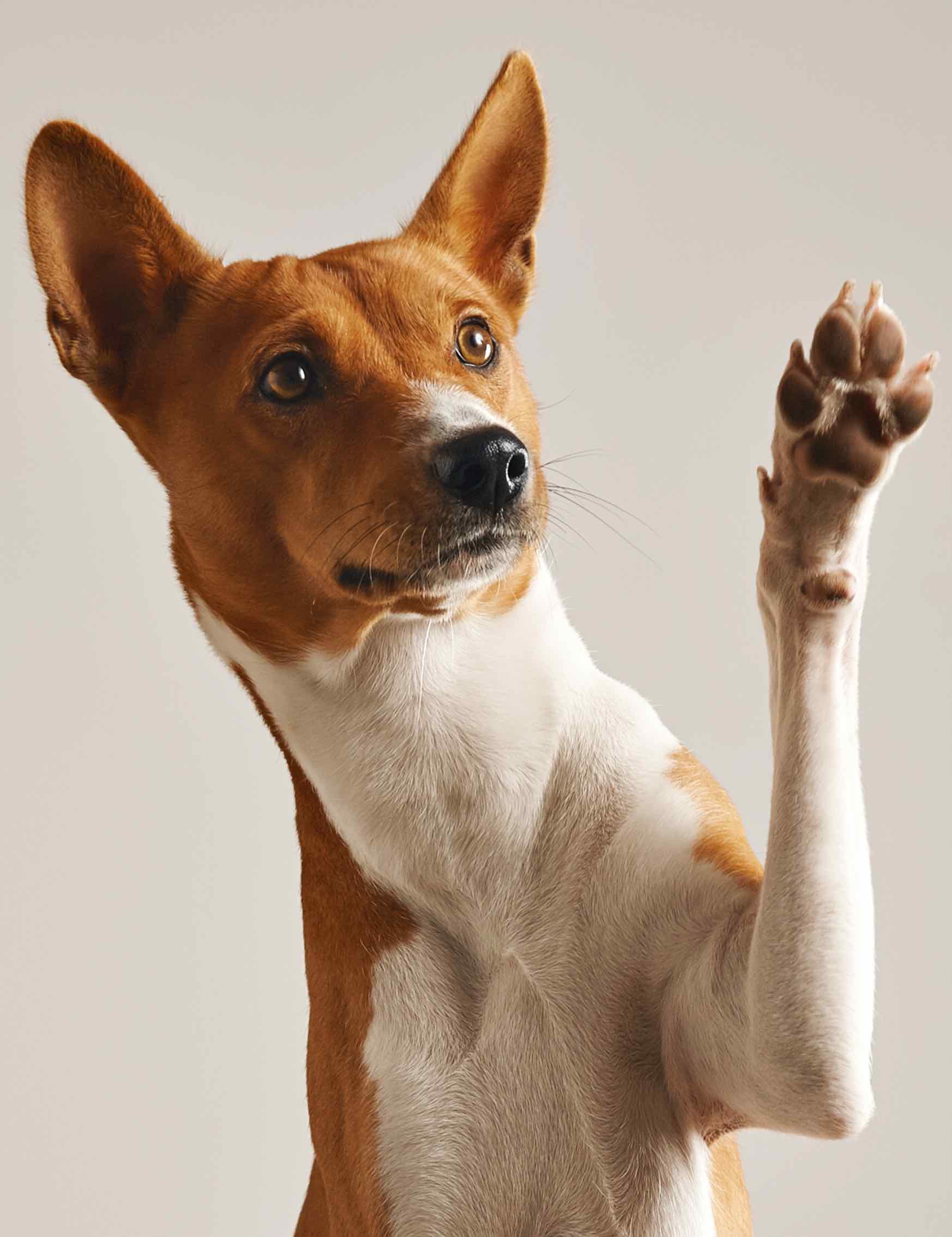 Dog raising his paw to ask a question during Dog Training Elite training class in Des Moines.