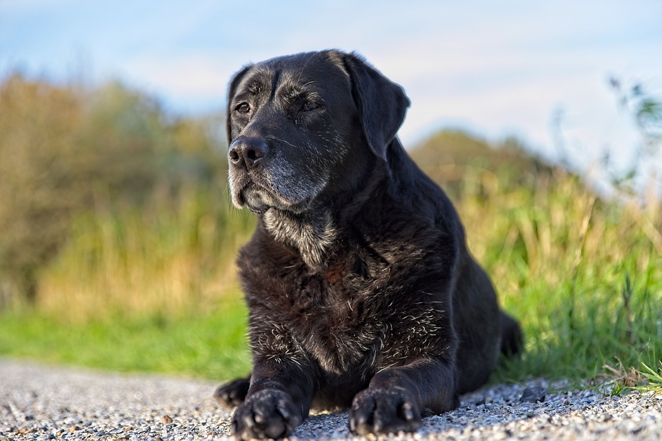 Reasons to Adopt a Senior Dog - Dog Training Elite Boulder