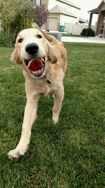 An adorable dog with a ball in his mouth.