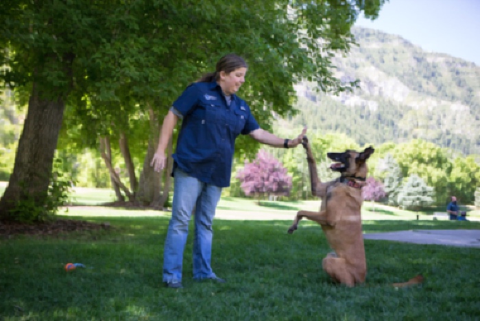 Dog Training Elite helps kickstart your dog training franchise, making the investment opportunity a no-brainer!