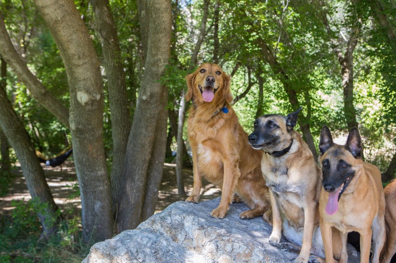 A group of dogs outdoor - find expert tips and training when you choose to work with Dog Training Elite San Antonio.