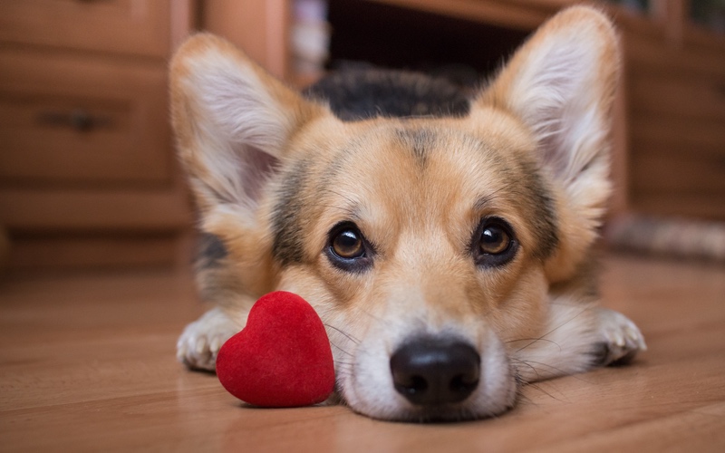 Dog with valentine's day heart toy.