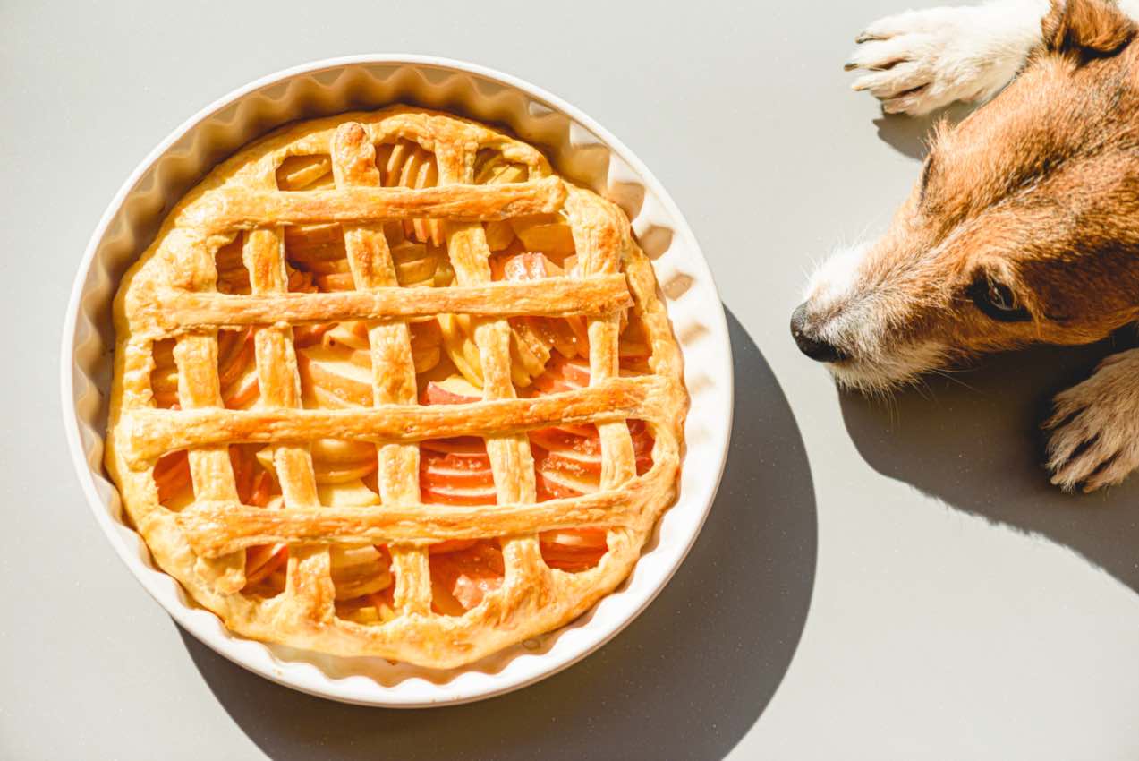 Pups may love the idea of pie, but check out Dog Training Elite Denver in Boulder's tips to keep them safe.