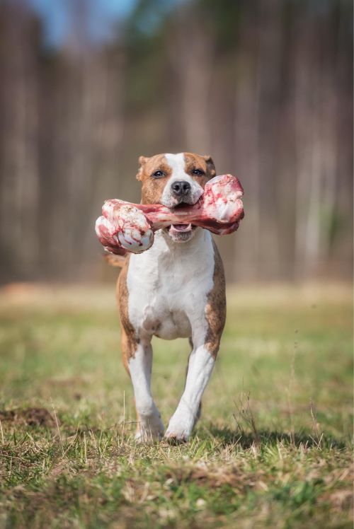 This dog is safely enjoying a big, raw bone with tips from Dog Training Elite in Boston in Boston.