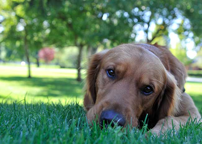 Fake Service and Emotional Support Dogs - Dog Training Elite of Indianapolis