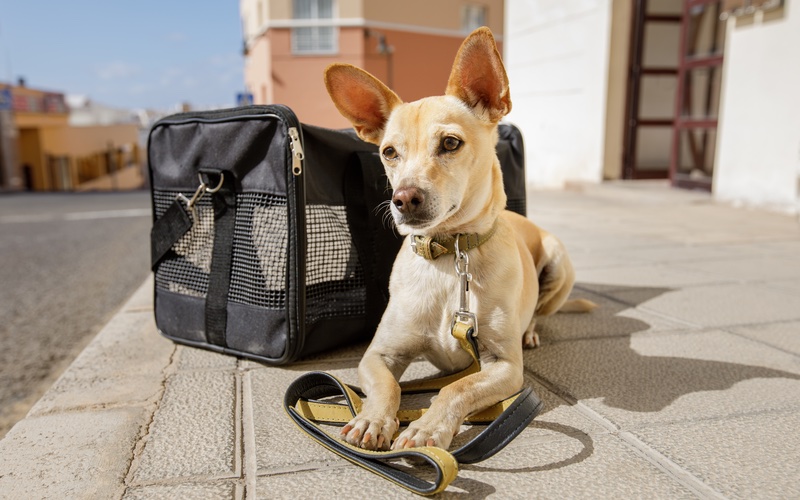 Dog Sitting or Boarding in Metro Detroit: Which is Better?