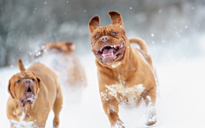 Winter activities to enjoy with your dog.