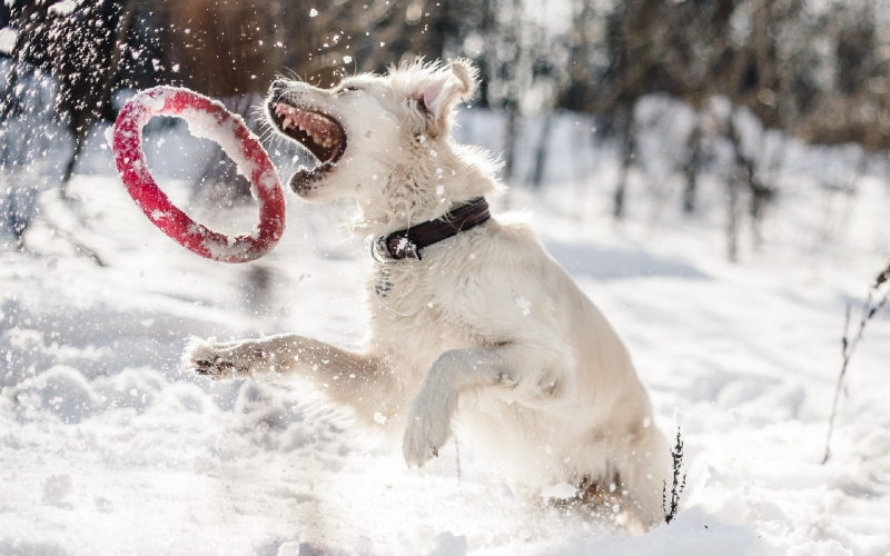 Obedience Training in Worcester, MA: Safely Enjoying Winter Walks with Your Dog. Dog Training Elite 