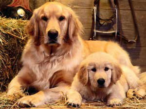 Dog Training Elite offers expert service dog training programs for Golden Retrievers in Albuquerque / Santa Fe.
