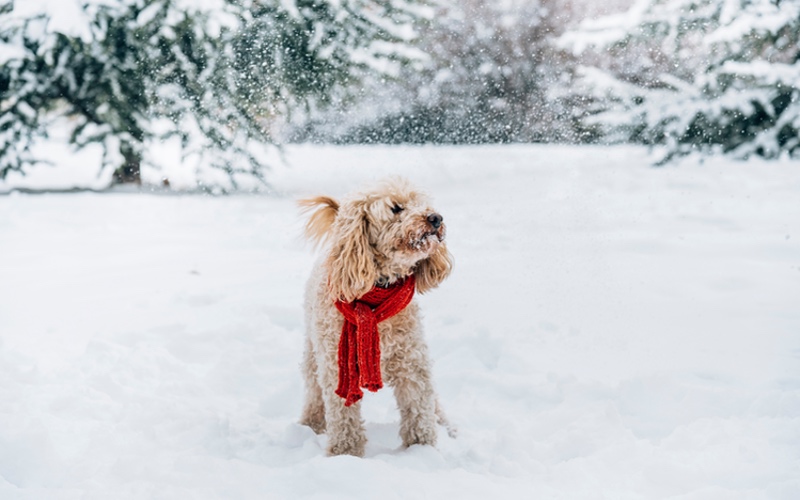 Winter Dog Walking Tips in Des Moines