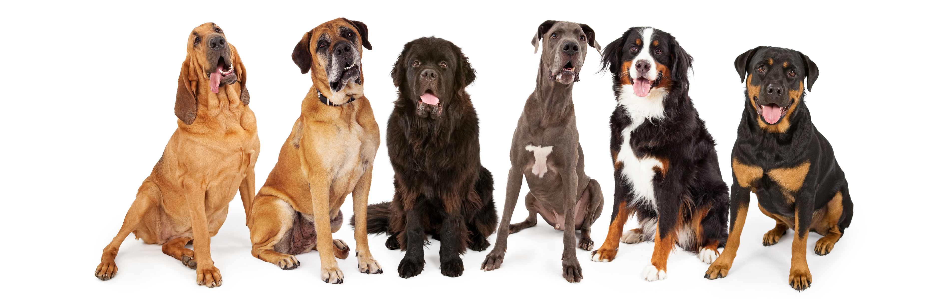 A group of dogs waiting to be trained by the experts at Dog Training Elite Central Massachusetts.