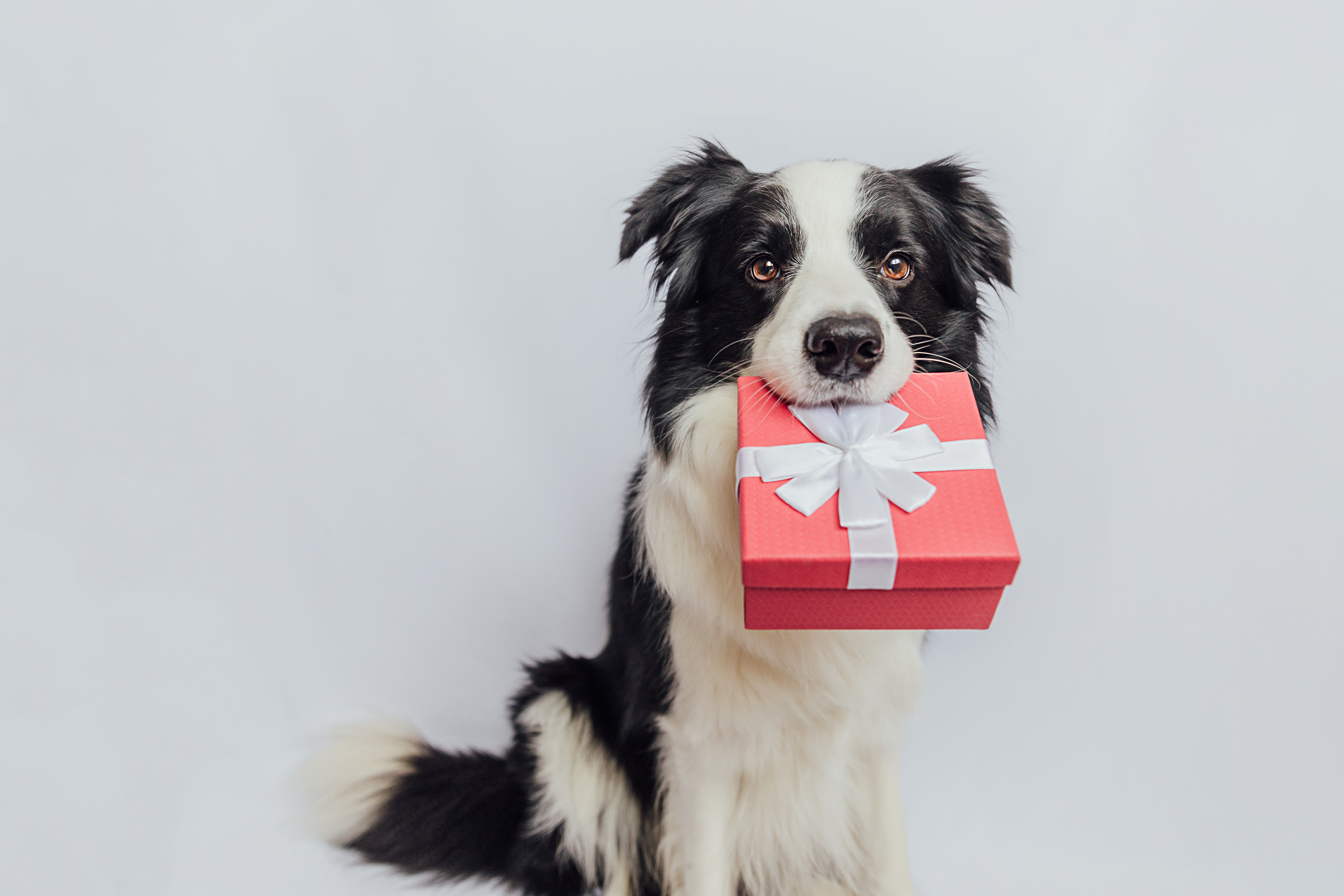 A border collie holing a gift in their mouth - learn about giving gifts to your dog this holiday season with Dog Training Elite - Grand Rapids local dog trainer