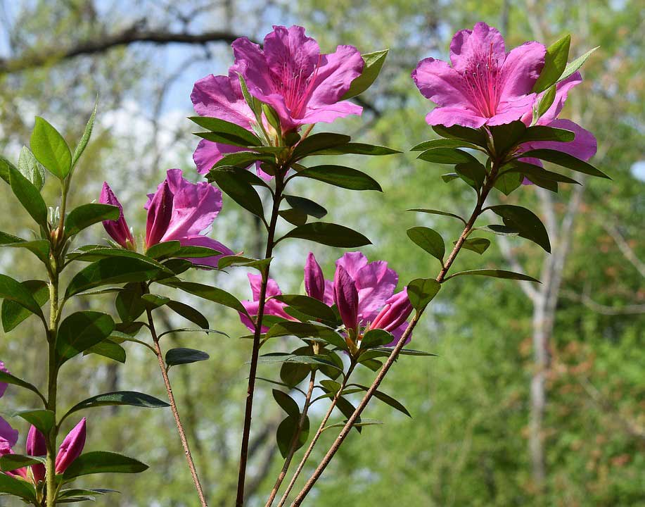 Plants to Keep Away from Your Dog - Dog Training Elite of the NC Triangle