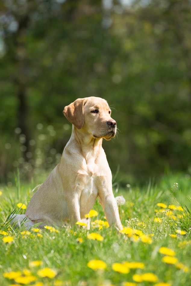 Why You Should License Your Dog - Dog Training Elite Kansas City