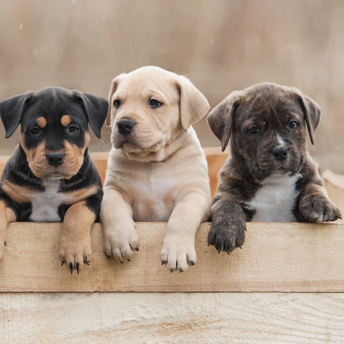 Three puppies sit in a wooden box, ready to begin their training with Dog Training Elite in Sarasota / Venice, FL.