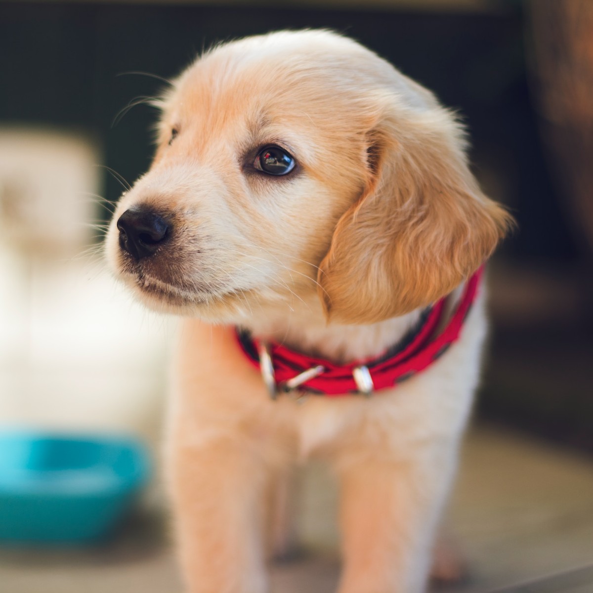 An obedient puppy sitting patiently.