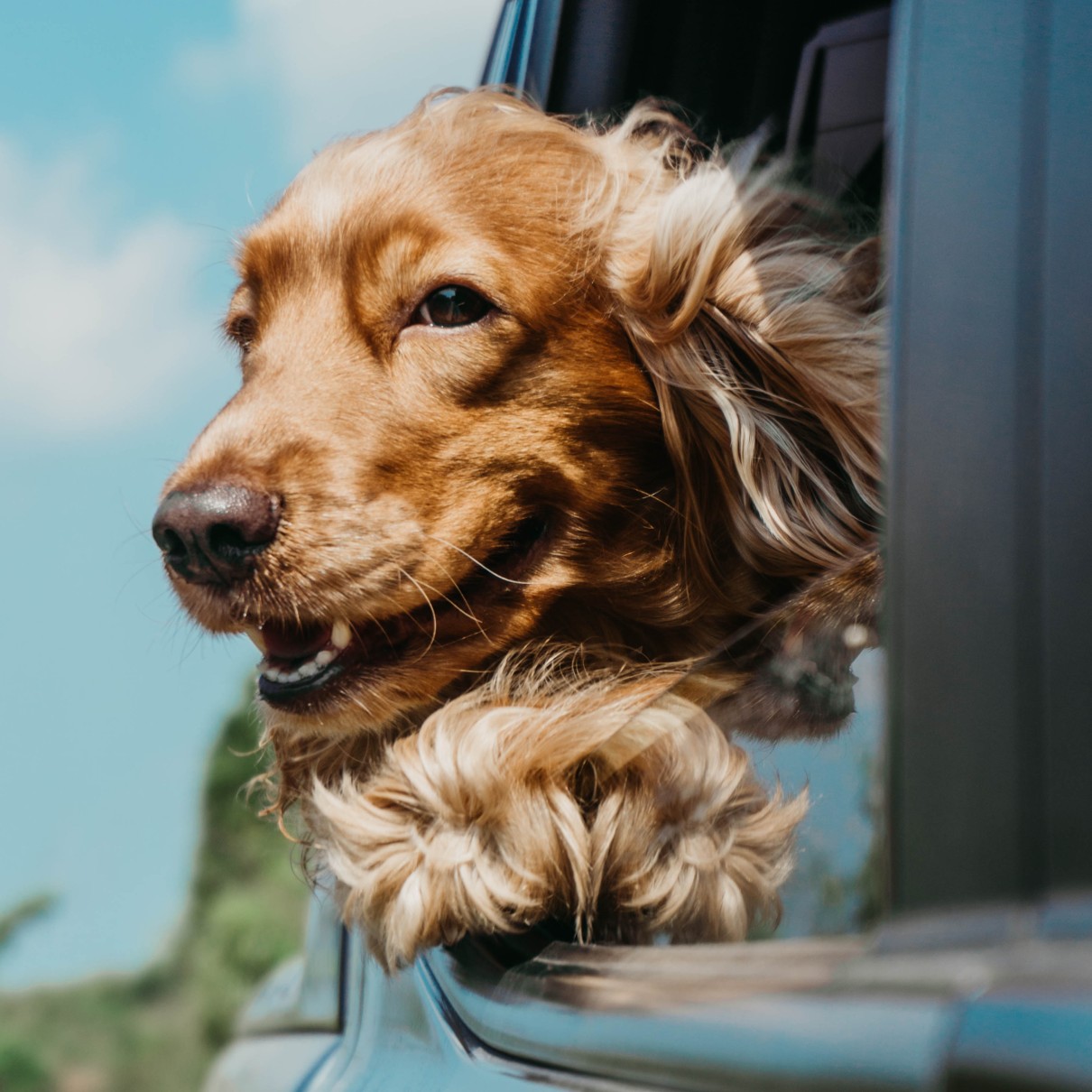 A happy dog with their head hanging out of the window of a car - contact Dog Training Elite in Sarasota / Venice, FL to discuss dog training tips for your holidays travels.