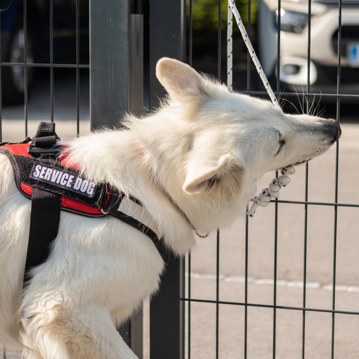 A service dog, trained by Dog Training Elite in Arcadia.