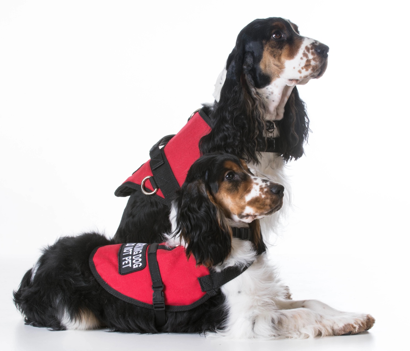 Two service dogs in their vests - learn how Dog Training Elite of Southwest Florida can help train your service dog.