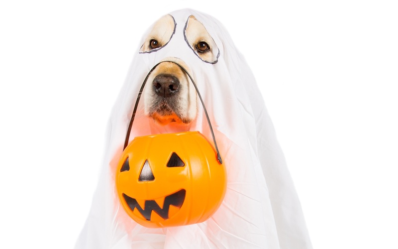 A dog in a ghost costume ready to celebrate halloween - learn tips and tricks from the industry experts at Dog Training Elite in Fitchburg / Leominster, MA!