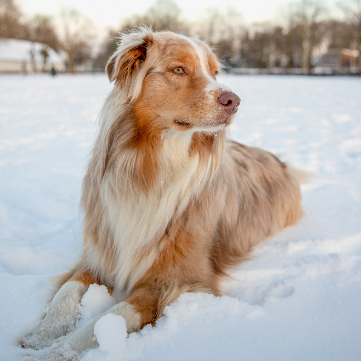 A dog with obedience training out in the snow.