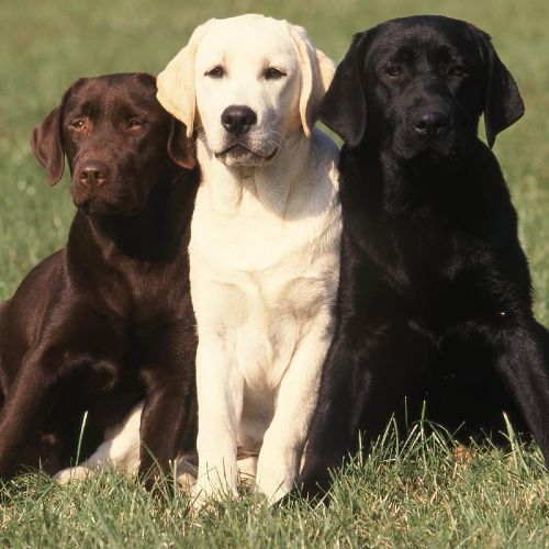 Three labs enjoying the beautiful outdoors - Dog Training Elite in Durham and Chapel Hill.