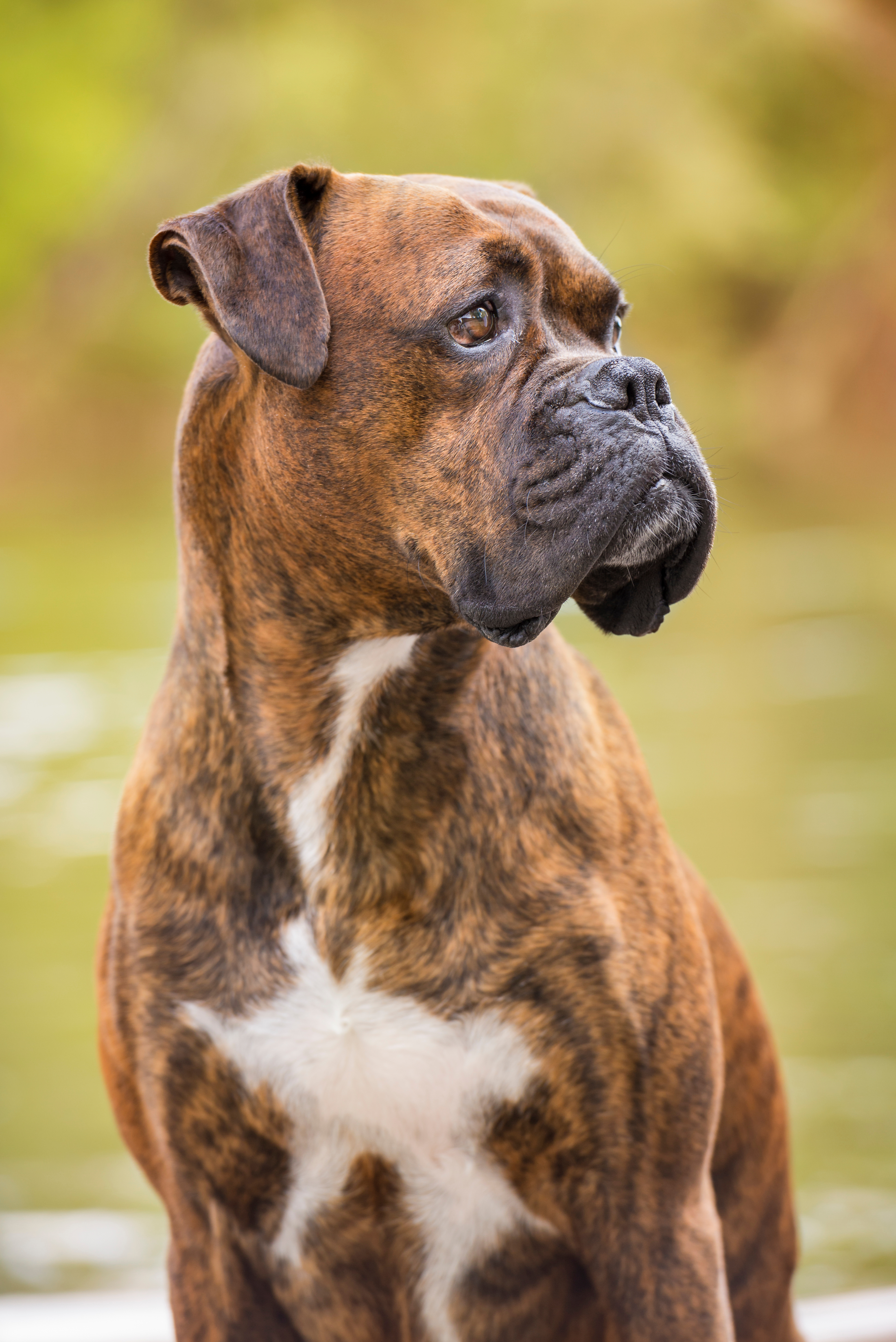 A trained boxer dog - Dog Training Elite of the NC Triangle is the best choice for boxer dog training in Raleigh / Cary, NC!