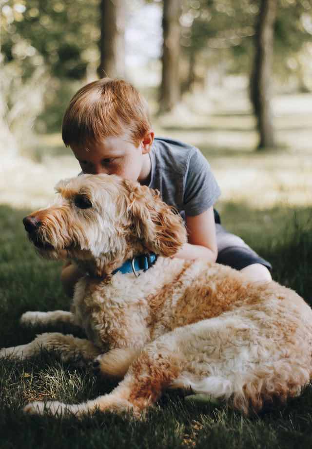 Children can especially benefit from therapy animals - Dog Training Elite Kansas City is happy to help your family with these certifications.