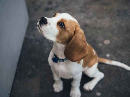Dog Training Elite Omaha offers expert Beagle training in Omaha.