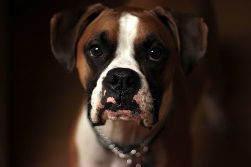 A boxer dog sitting obediently - contact Dog Training Elite for Frisco boxer service dog training today!