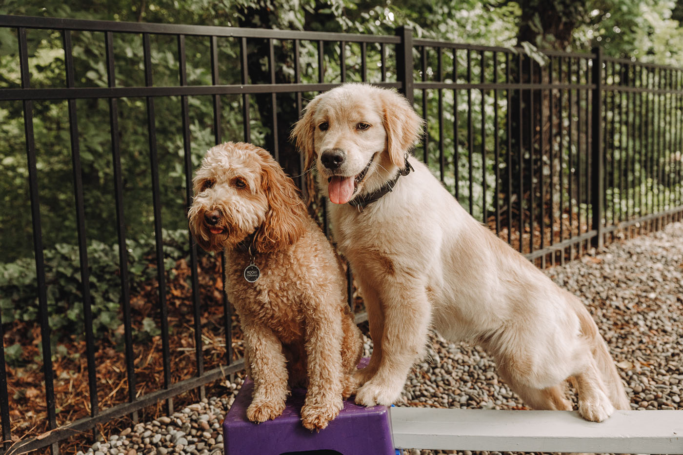 Two dogs in an urban city.