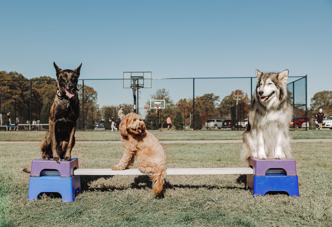 A well-trained DTE dog on a surfboard.