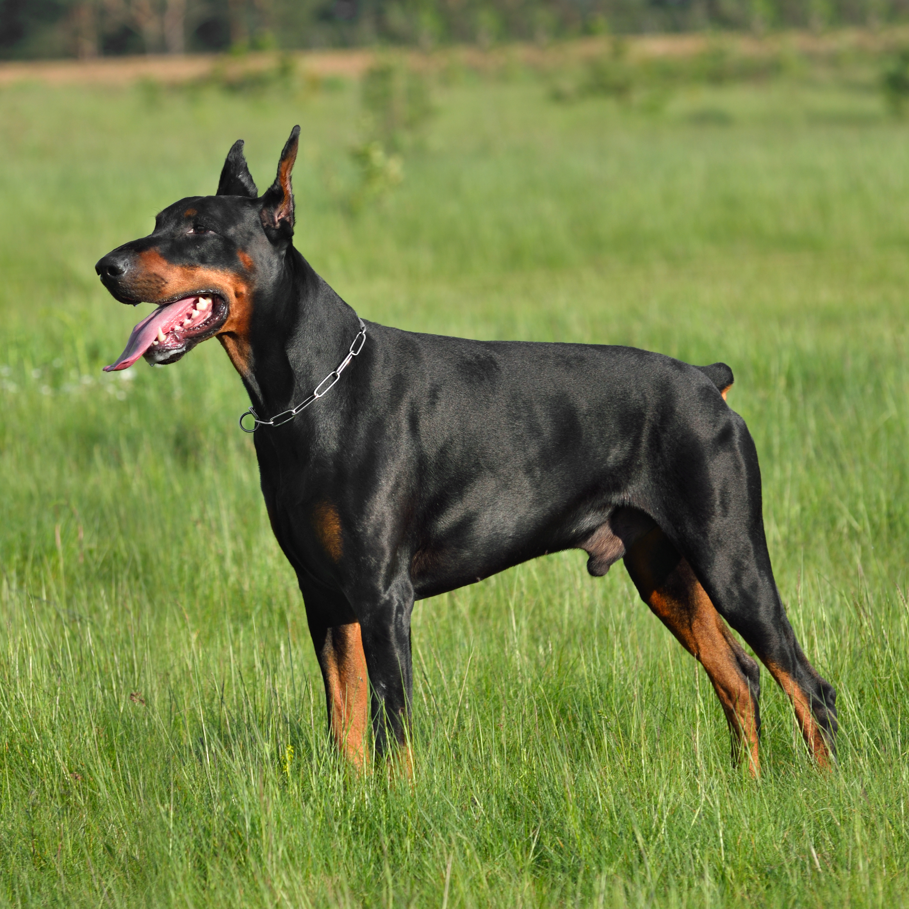 Dog Training Elite has expert Doberman training in Worcester, MA
																															 that are experienced in a variety of positive training methods for Dobermans.