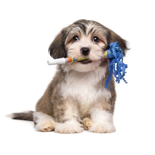 Dog Training Elite of Southwest Florida is proud to have the highest rated in-home puppy trainers.