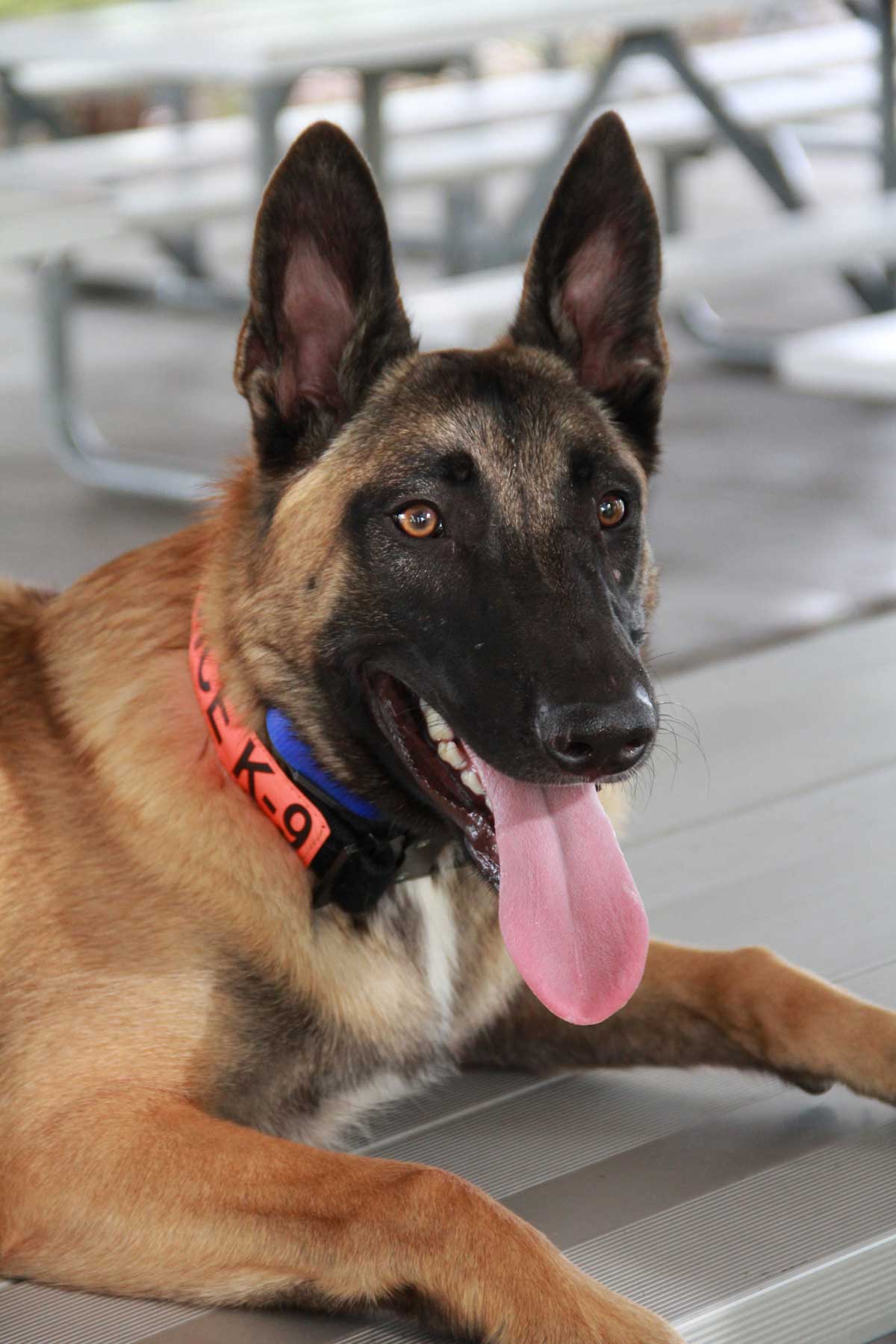 Dog Training Elite Spartanburg is the #1 electronic dog collar training near you in Spartanburg.