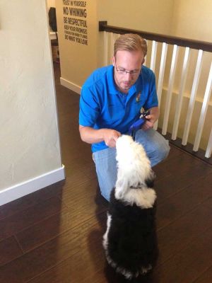 If you are searching for a dog training with an electronic collar near you, Dog Training Elite of Central Maryland is the place for you.