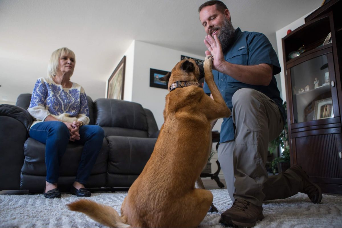Dog Training Elite offers in-home dog training for German Shepherds in Cincinnati.